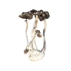 Buy Albino Magic Mushrooms A+ Online
