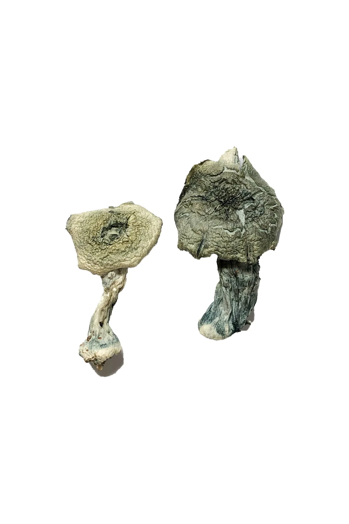 Buy Albino Cambodians Magic Mushrooms Online