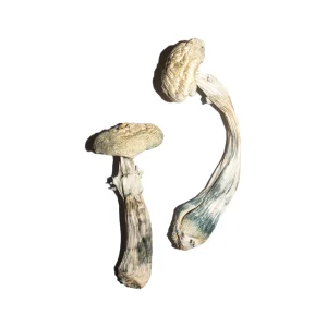 Buy Avery Albino Magic Mushrooms Online