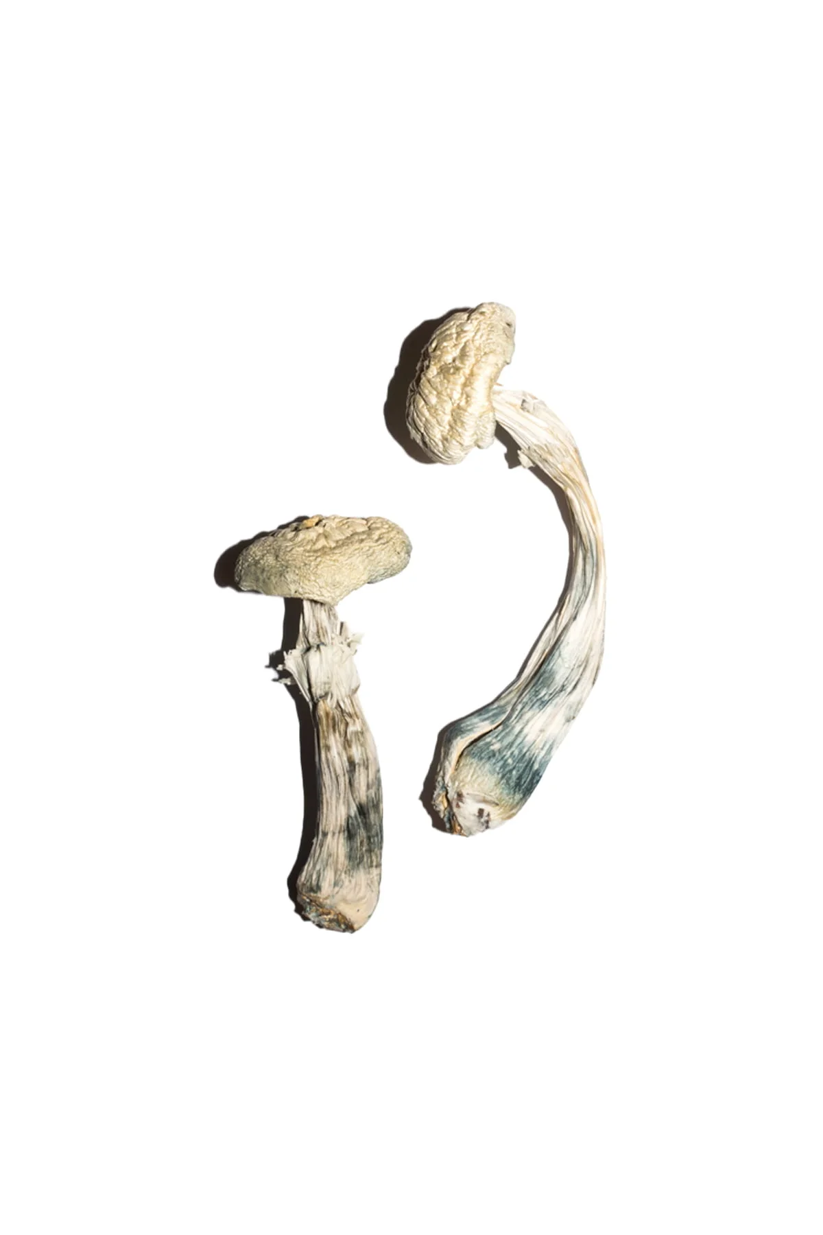 Buy Avery Albino Magic Mushrooms Online