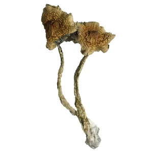 Buy Cambodian Magic Mushrooms Online