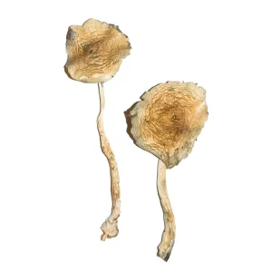 Buy Cuban Mushrooms Online