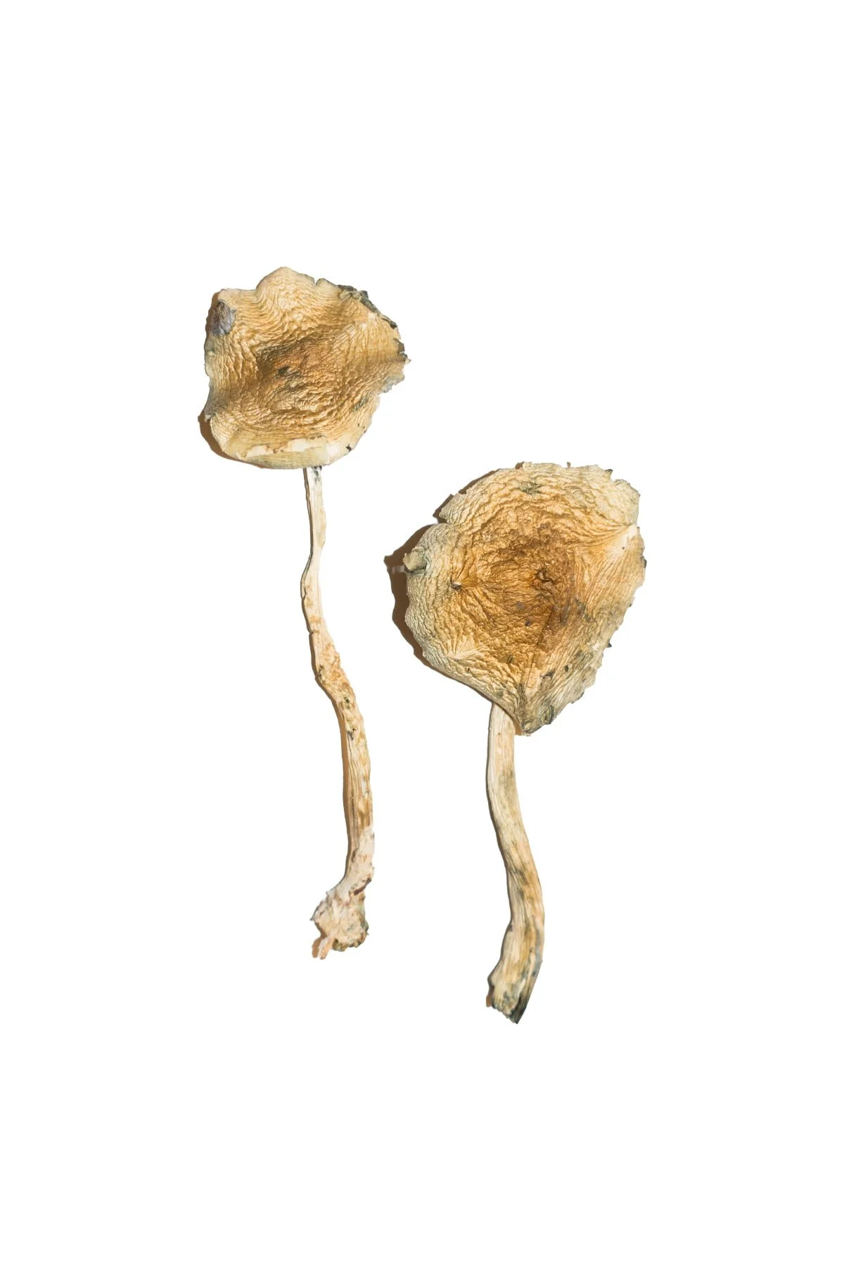 Buy Cuban Mushrooms Online