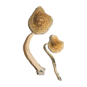 Buy Cuban Mushrooms Online