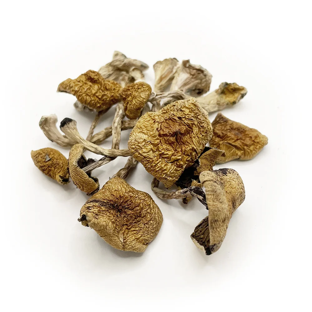 Buy Brazilian Magic Mushrooms Online
