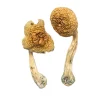 Buy Golden Mammoth Magic Mushrooms Online