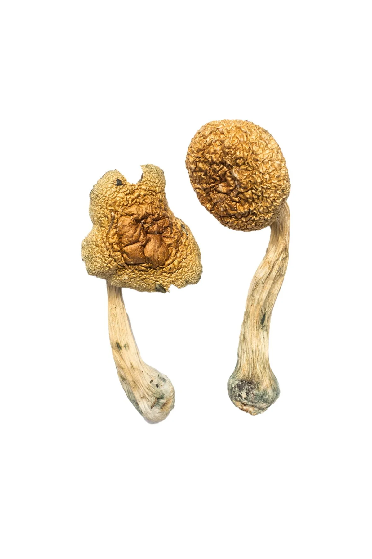 Buy Golden Mammoth Magic Mushrooms Online