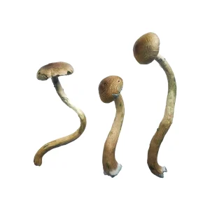Buy Golden Teacher Special Magic Mushrooms