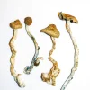 Buy Golden Teachers Magic Mushrooms Online