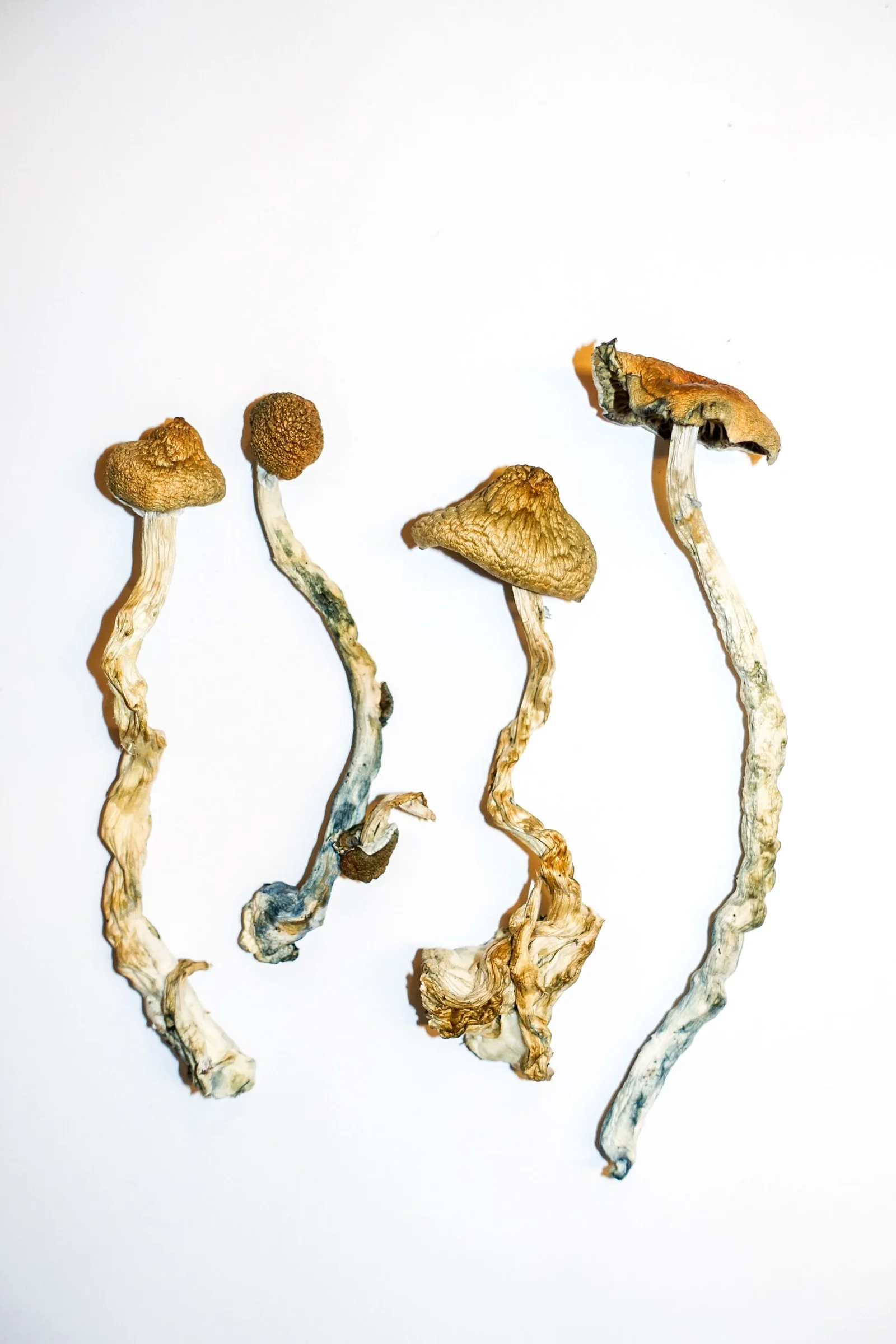 Buy Golden Teachers Magic Mushrooms Online