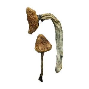 Buy Jedi Mind Fuck Magic Mushrooms Online