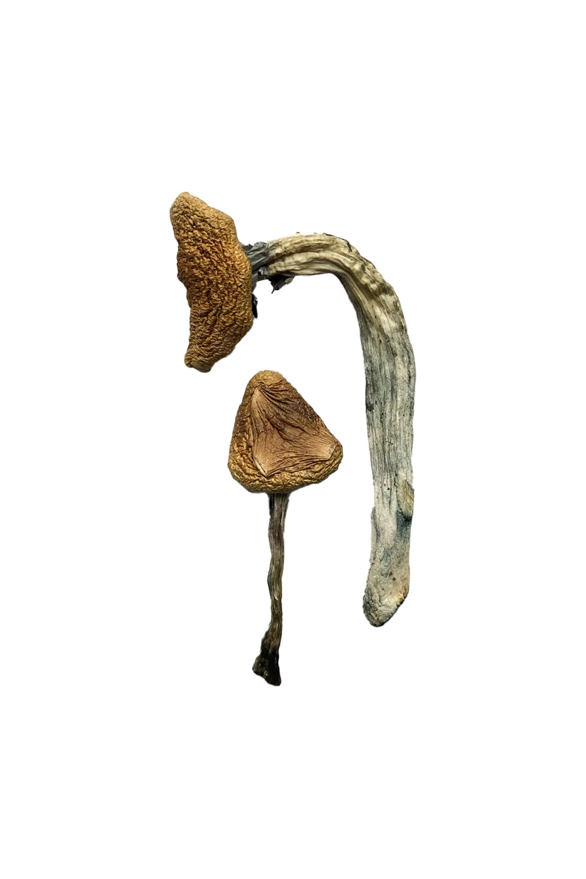 Buy Jedi Mind Fuck Magic Mushrooms Online