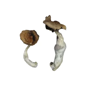 Buy Koh Samui Mushrooms Online