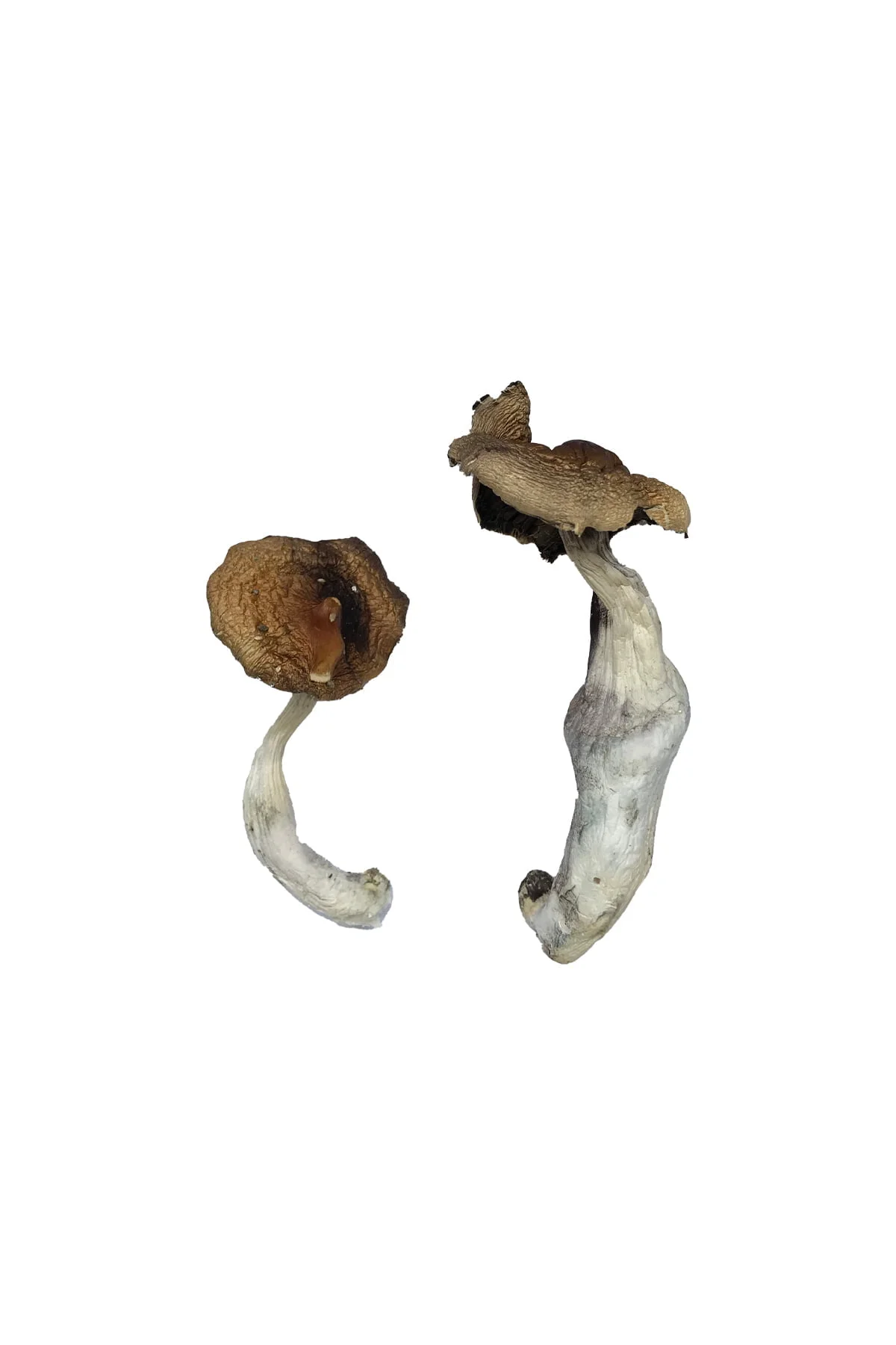 Buy Koh Samui Mushrooms Online