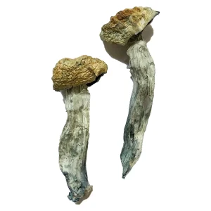 Buy Mazatapec Magic Mushrooms Online: