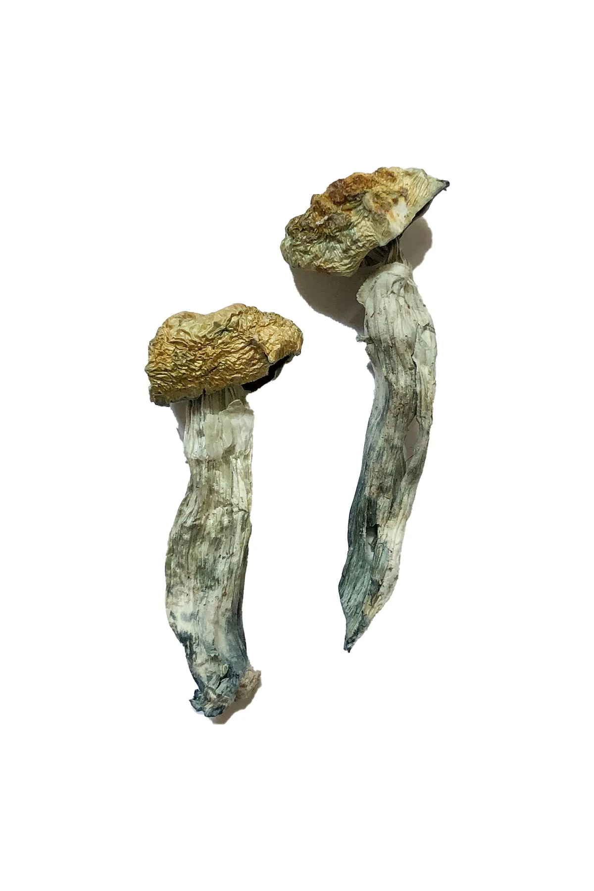 Buy Mazatapec Magic Mushrooms Online:
