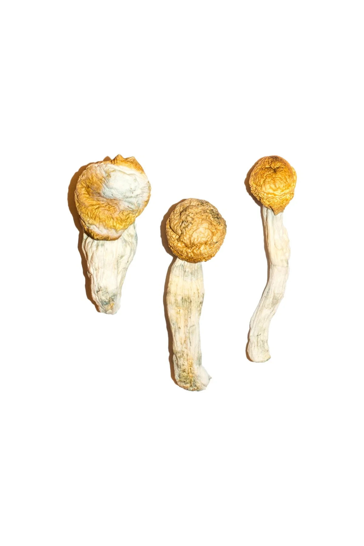 Buy Penis Envy Magic Mushrooms