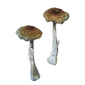Buy Psilocybe Aztecorum Magic Mushrooms Online