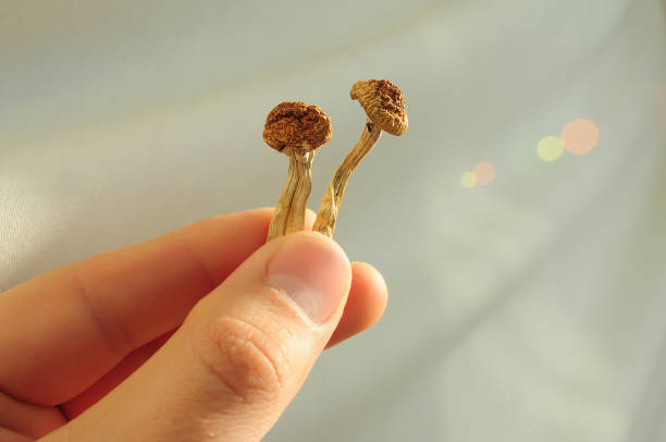 Buy Dried Magic Mushrooms Online